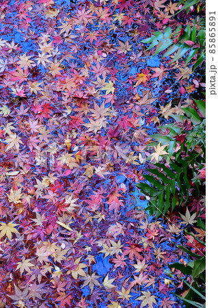 紅葉真っ盛り　秋の丈山苑　詩泉閣 85865891