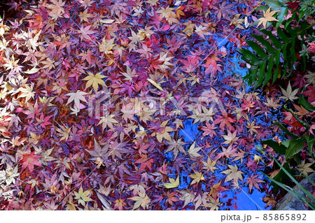 紅葉真っ盛り 秋の丈山苑 詩泉閣 紅葉真っ盛り 秋の丈山苑 詩泉閣 85865892