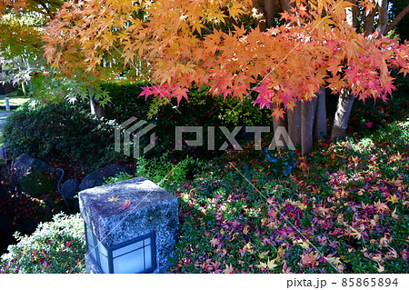 紅葉真っ盛り　秋の丈山苑　詩泉閣 85865894