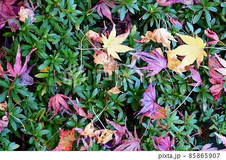紅葉真っ盛り　秋の丈山苑　詩泉閣 85865907