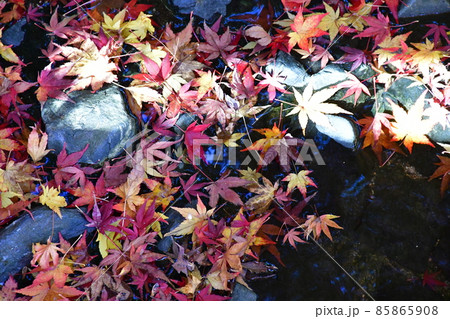紅葉真っ盛り　秋の丈山苑　詩泉閣 85865908