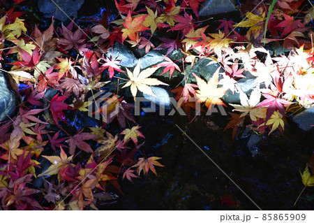 紅葉真っ盛り　秋の丈山苑　詩泉閣 85865909