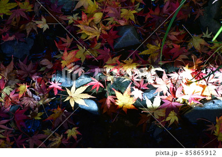 紅葉真っ盛り　秋の丈山苑　詩泉閣 85865912