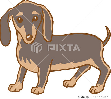 立っているミニチュアダックスフンドのイメージイラスト 手描き のイラスト素材