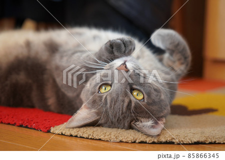 ゴロゴロする猫 ゴロゴロする猫 85866345