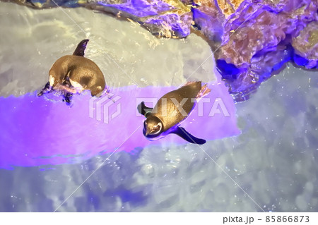 すみだ水族館　プール型水槽で泳ぐペンギンたち 85866873
