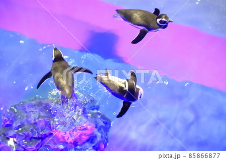 すみだ水族館　プール型水槽で泳ぐペンギンたち 85866877