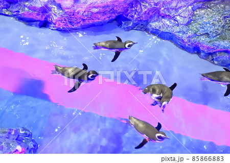 すみだ水族館　プール型水槽で泳ぐペンギンたち 85866883