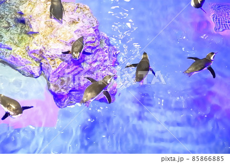すみだ水族館 プール型水槽で泳ぐペンギンたち すみだ水族館 プール型水槽で泳ぐペンギンたち 85866885