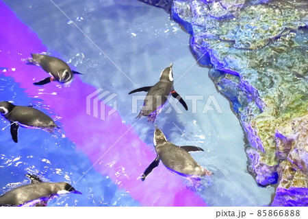 すみだ水族館　プール型水槽で泳ぐペンギンたち 85866888