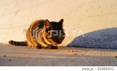 もらったご飯を食べる猫 もらったご飯を食べる猫 85866952