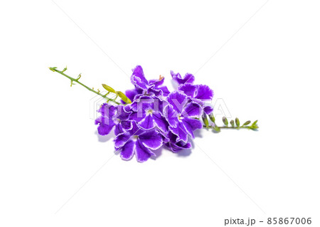 Close up Duranta, Pigeon Berry, Golden Dewdrop flower. 85867006