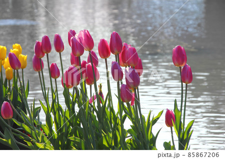 チューリップの花は水辺で咲いた色はピンク、やがて来る桜の季節の春の訪れの一歩前に 85867206
