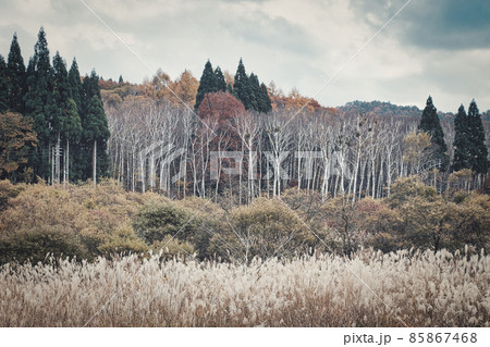 恩原高原の秋 ススキと白樺 85867468
