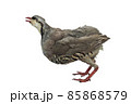 Singing Isolated quail on a white background 85868579