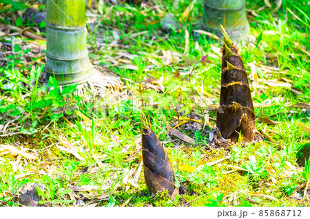 孟宗竹のタケノコ 85868712