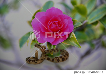 サザンカと蛇 85868834