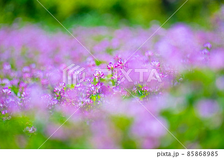 レンゲ畑 85868985