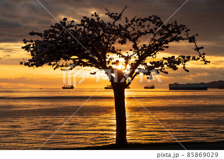 春のバンクーバー　サンセット・ビーチ・パーク　満開の桜と夕日 85869029