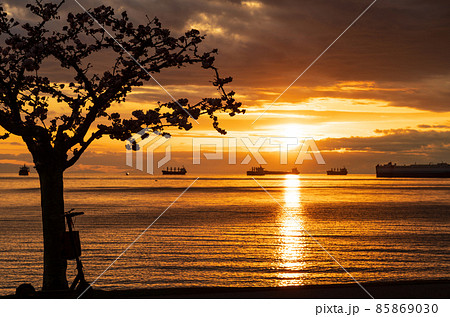 春のバンクーバー　サンセット・ビーチ・パーク　満開の桜と夕日 85869030