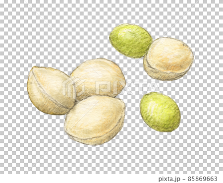 Ginkgo hand-painted watercolor pencil illustration 85869663