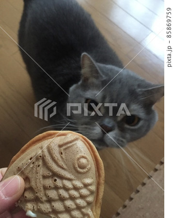 たい焼き たい焼き 85869759