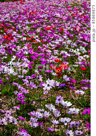 山梨県南都留郡富士河口湖町_お花畑風景 85869875