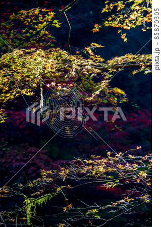 静岡県周智郡森町_小國神社境内の風景 静岡県周智郡森町_小國神社境内の風景 85870305