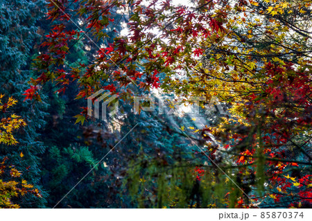 静岡県周智郡森町_小國神社境内の風景 静岡県周智郡森町_小國神社境内の風景 85870374