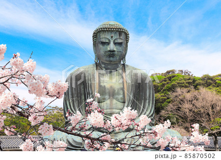 Ancient bronze statue of the Great Buddha Daibutsu and flowers of sakura, Kotoku-in temple, Japan, Asia 85870502