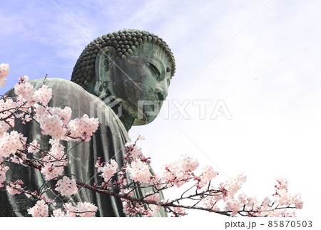 Ancient bronze statue of the Great Buddha Daibutsu and flowers of sakura, Kotoku-in temple, Japan, Asia 85870503