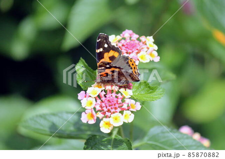 ランタナの花に留まるアカタテハ 85870882
