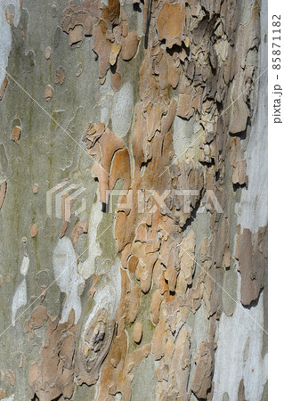 London plane London plane 85871182