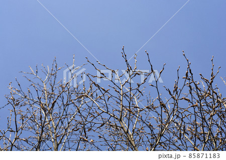 Pyramid hornbeam 85871183