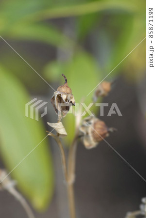 Tree anemone 85871199