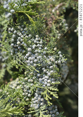 False cypress 85871221
