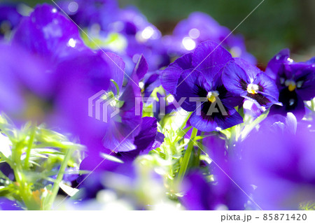 咲き乱れる紫のパンジー 85871420