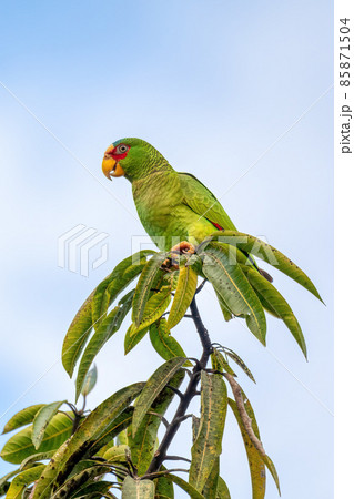 white-fronted amazon, Amazona albifrons, Costa Rica white-fronted amazon, Amazona albifrons, Costa Rica 85871504