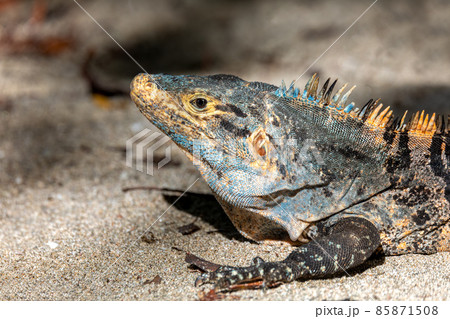 Black spiny-tailed iguana, Ctenosaura similis, Manuel Antonio National Park, Costa Rica wildlife Black spiny-tailed iguana, Ctenosaura similis, Manuel Antonio National Park, Costa Rica wildlife 85871508