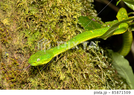 danger green snake Bothriechis lateralis, Santa Elena, Costa Rica wildlife 85871509