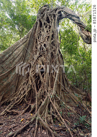 Tangled Fig Tree and tree trunks, Rincon de la Vieja, Province, Costa Rica Tangled Fig Tree and tree trunks, Rincon de la Vieja, Province, Costa Rica 85871526