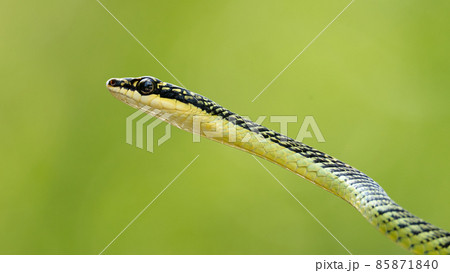 Close-up headshot of Golden Tree Snake 85871840