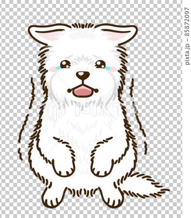 Frightened West Highland White Terrier 85872097