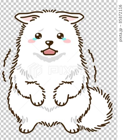 Frightened Japanese Spitz 85872116