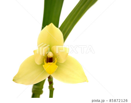 洋ラン　リカステ 85872126