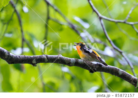北海道恵庭市、枝に留まって鳴くキビタキ【6月】 85872157