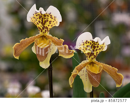 洋ラン パフィオペディラム 洋ラン パフィオペディラム 85872577