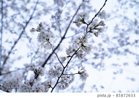 桜 85872633