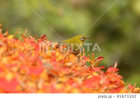 ドウダンツツジに来たメジロ ドウダンツツジに来たメジロ 85873302