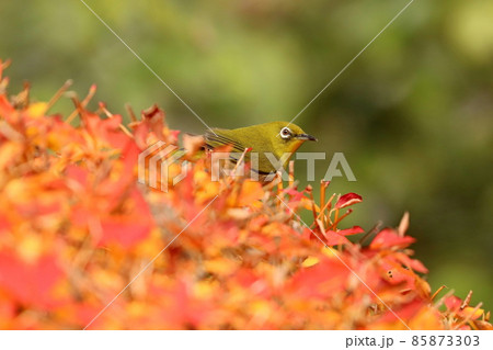ドウダンツツジに来たメジロ ドウダンツツジに来たメジロ 85873303
